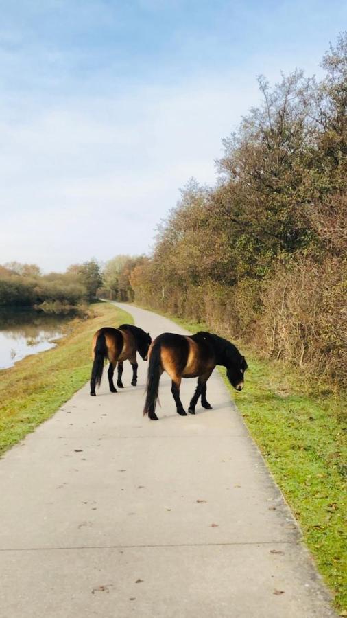 B&B Beach&Bos Oostvoorne Zewnętrze zdjęcie